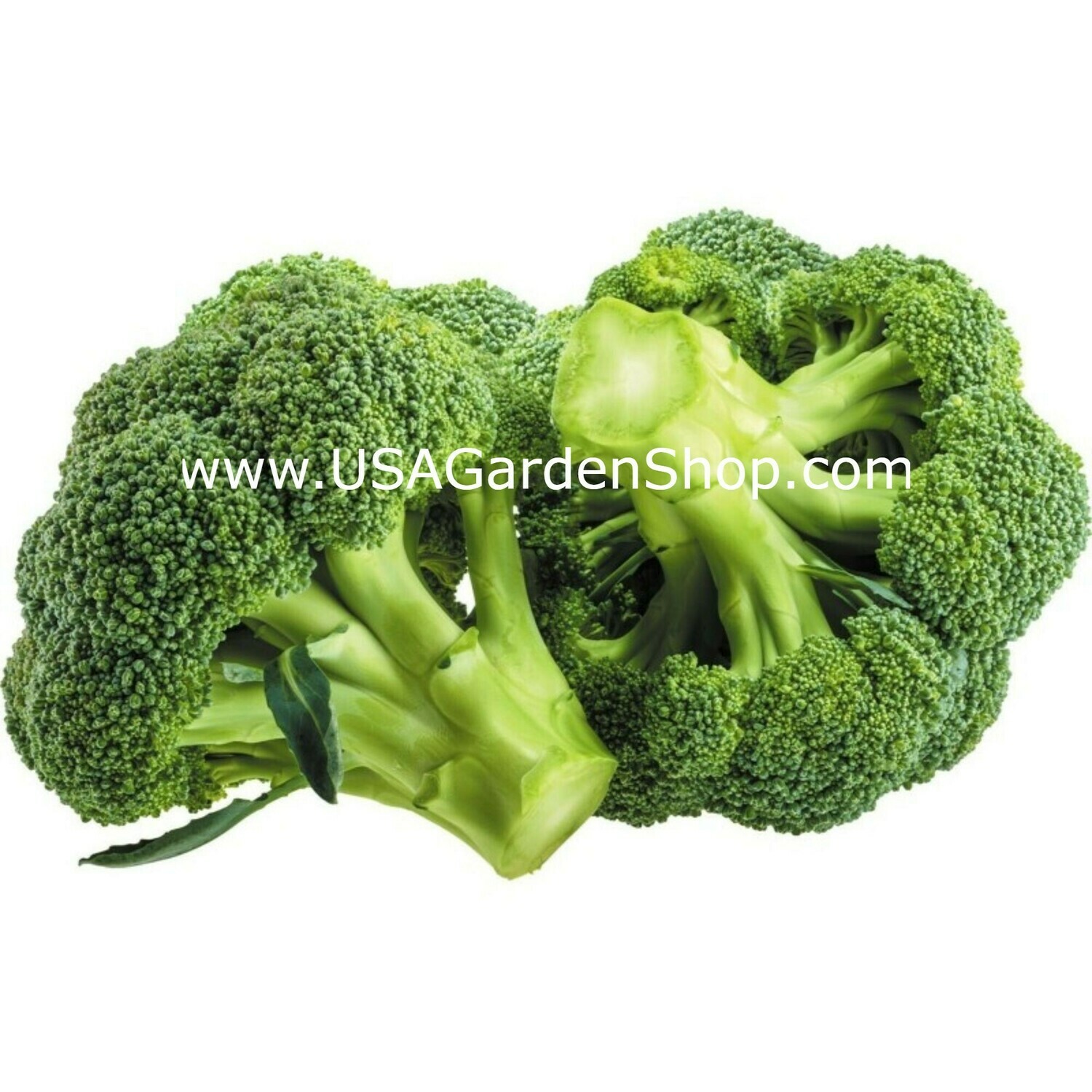 Calabrese Broccoli Seed Bông cải, SIZE: Starter Packet