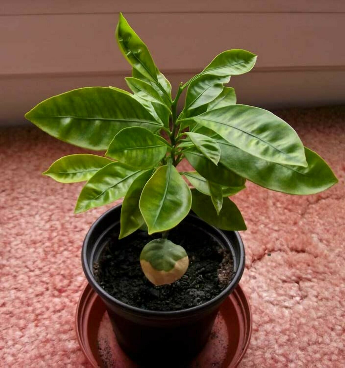 Seedless Lemon tree citrus lime plant