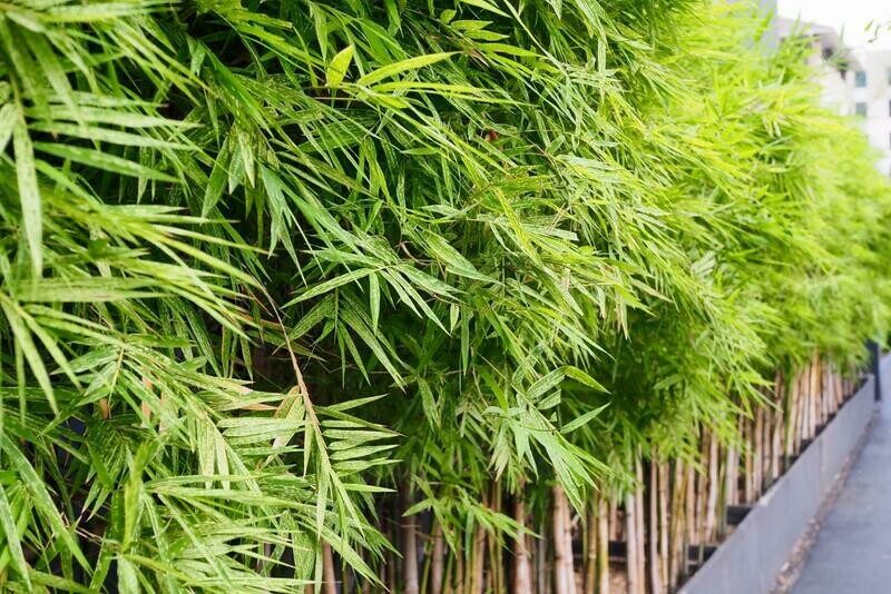 Bamboo Tree Dendrocalamus Strictus Male Solid Bamboo