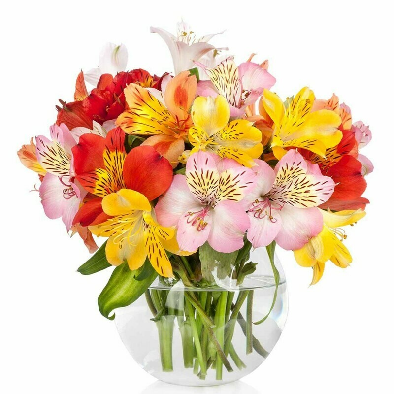 Peruvian Lily (Alstroemeria) Lily of the Incas