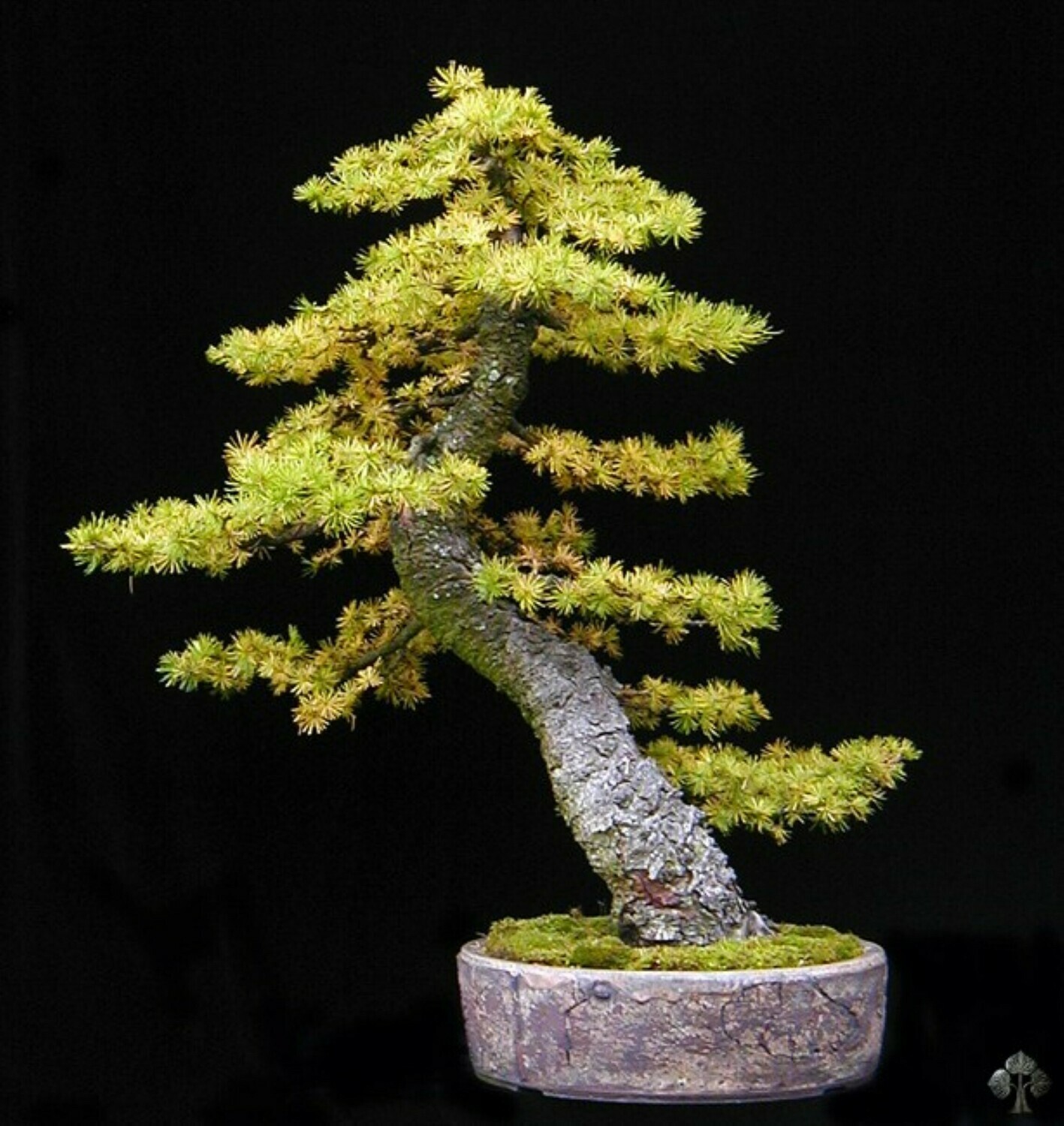 Golden Larch bonsai Larix kaempferi