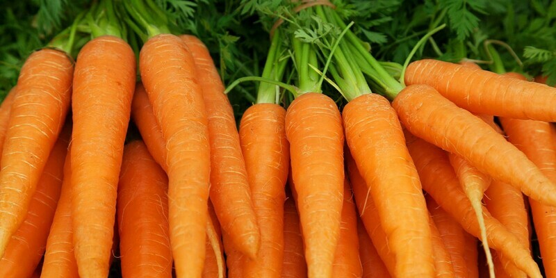 Carrot, Nantes Half Long Organic Carrot