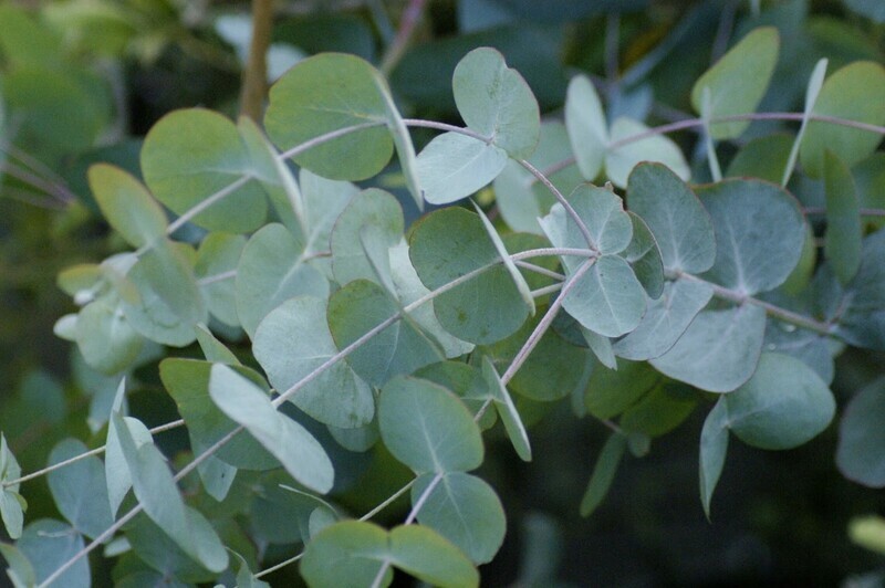New Zealand Silver Eucalyptus dollar tree