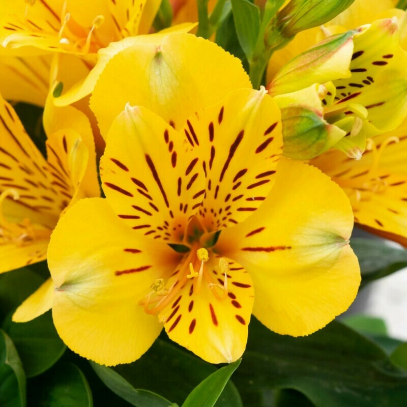Peruvian Lily (Alstroemeria) Lily of the Incas