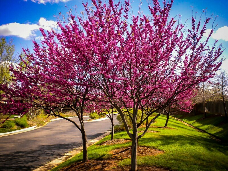 Eastern Redbud Bonsai Cercis canadensis