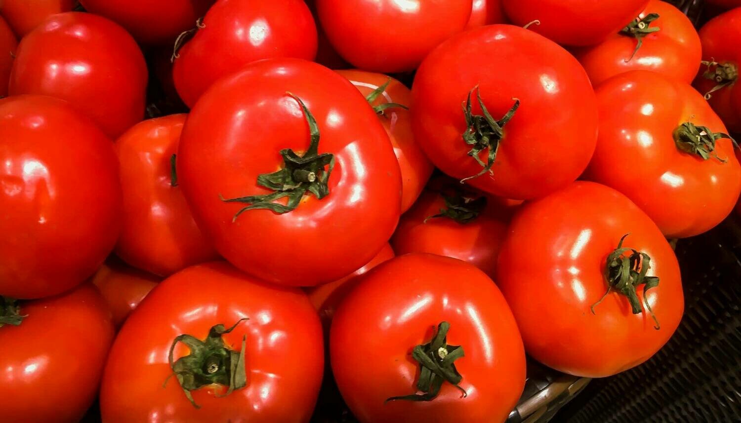 Tomato, BushSteak Tomato Hybrid