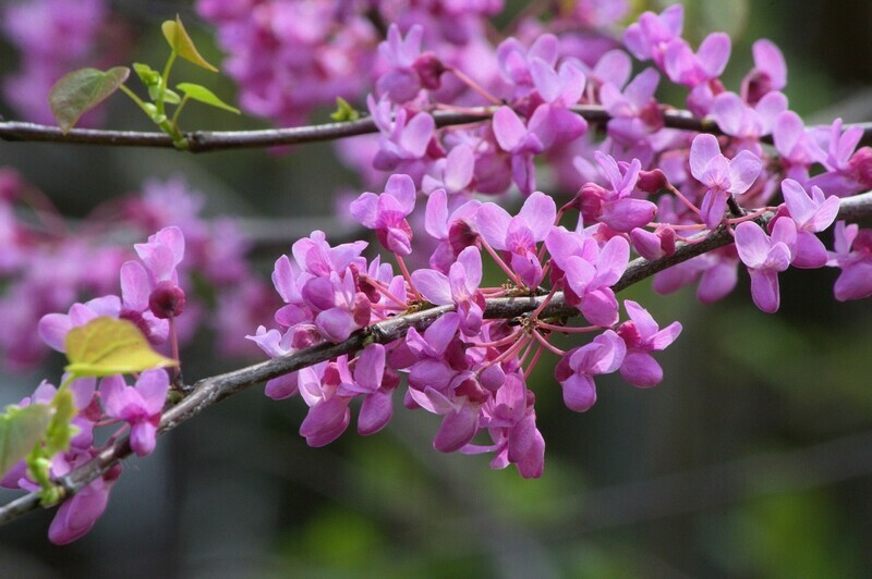 Eastern Redbud Bonsai Cercis canadensis