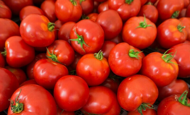 Tomato, BushSteak Tomato Hybrid