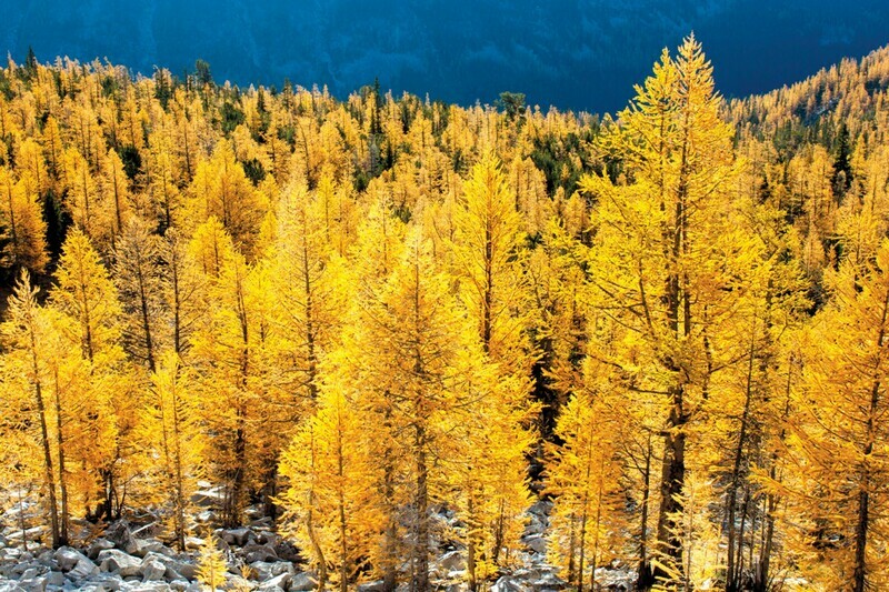 Golden Larch bonsai Larix kaempferi
