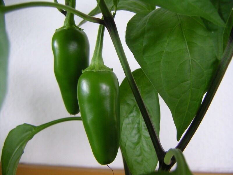 Jalapeno pepper Capsicum annuum
