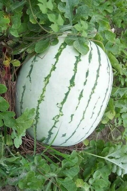 DIXIE QUEEN WATERMELON