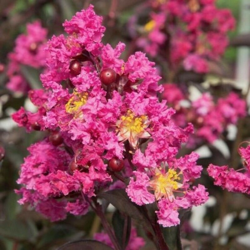 PINK BUCKWHEAT - Takane Ruby Buckwheat Flower