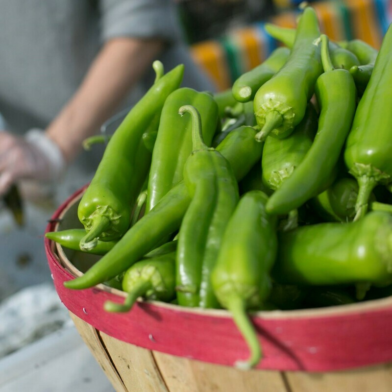Anaheim Chile Hot Pepper