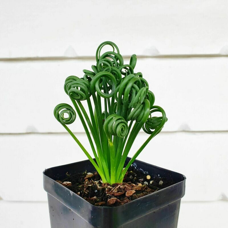 Exotic Frizzle Sizzle Succulent Albuca Spiralis Plant