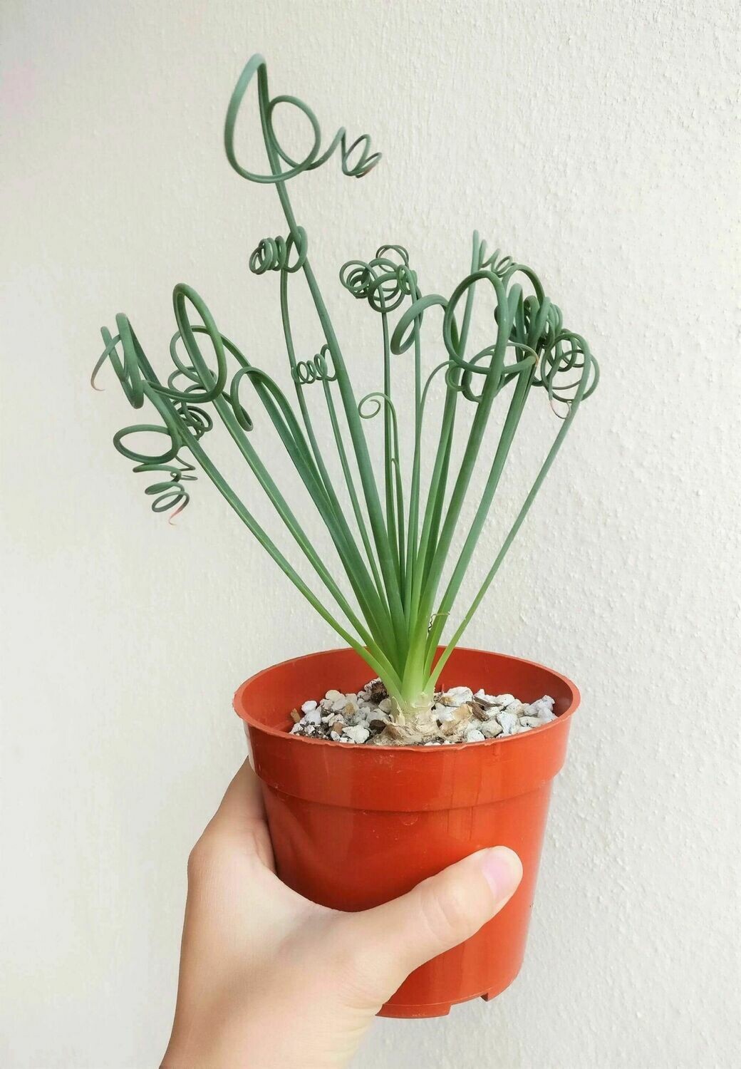 Exotic Frizzle Sizzle Succulent Albuca Spiralis Plant