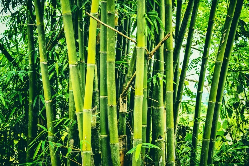 Bamboo Tree Dendrocalamus Strictus Male Solid Bamboo