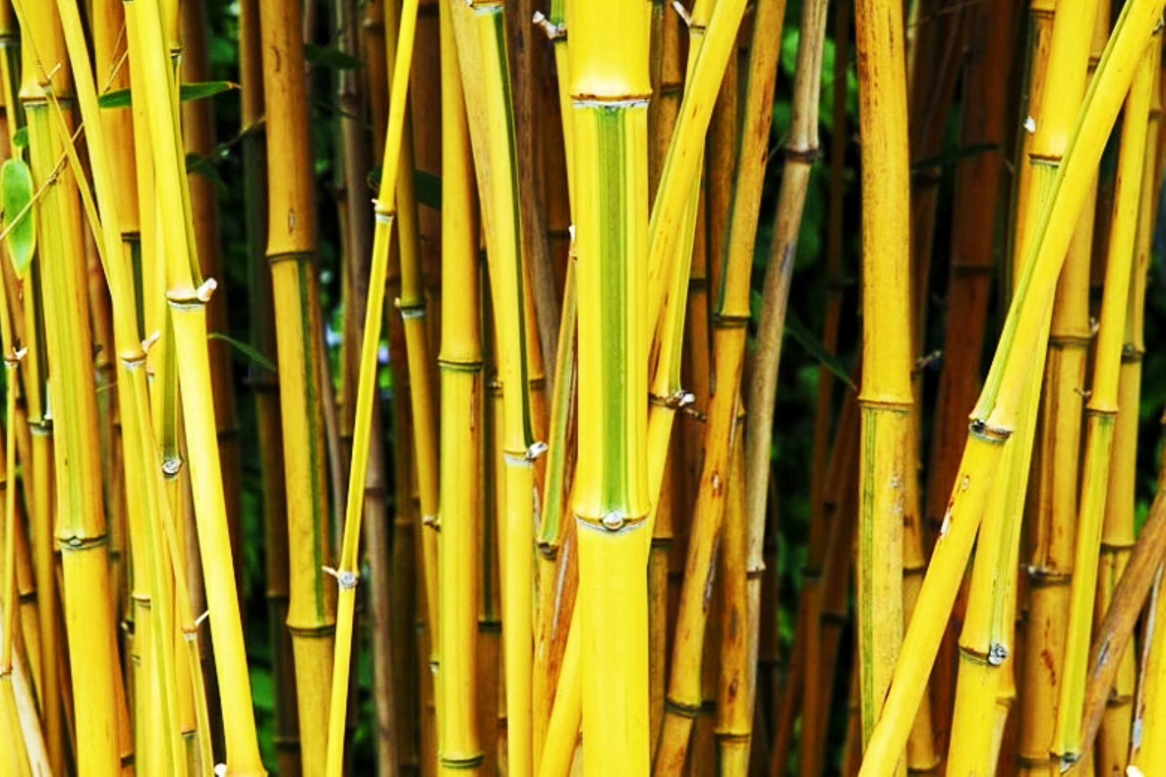 Бамбук листоколосник. Бамбук обыкновенный - bambusa vulgaris. Китайский бамбук желтый. Бамбук желтый мосо. Дерево с желтым стволом.