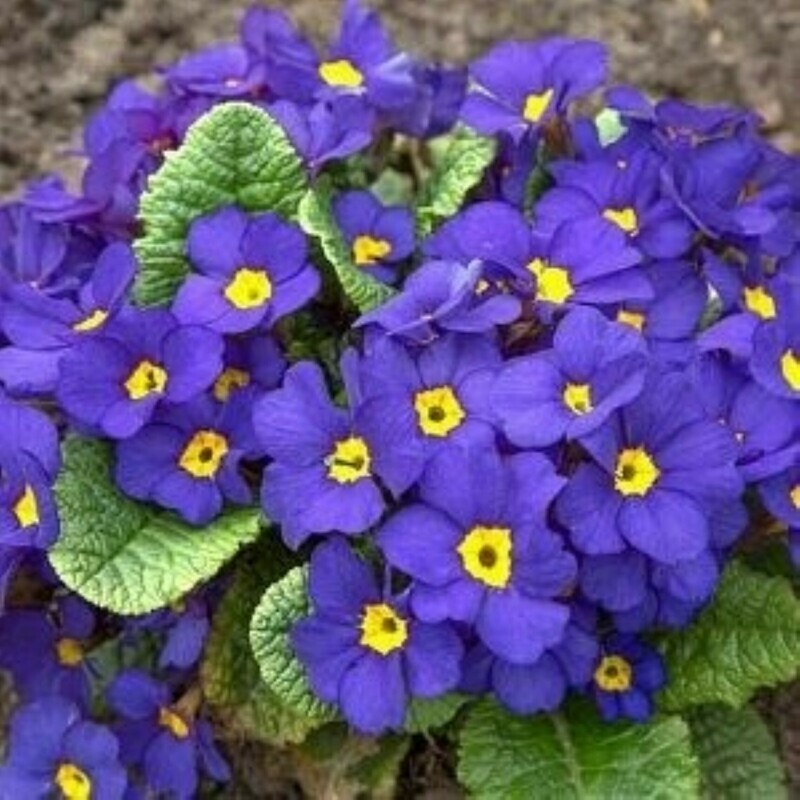 Primrose Beautiful Primula vulgaris