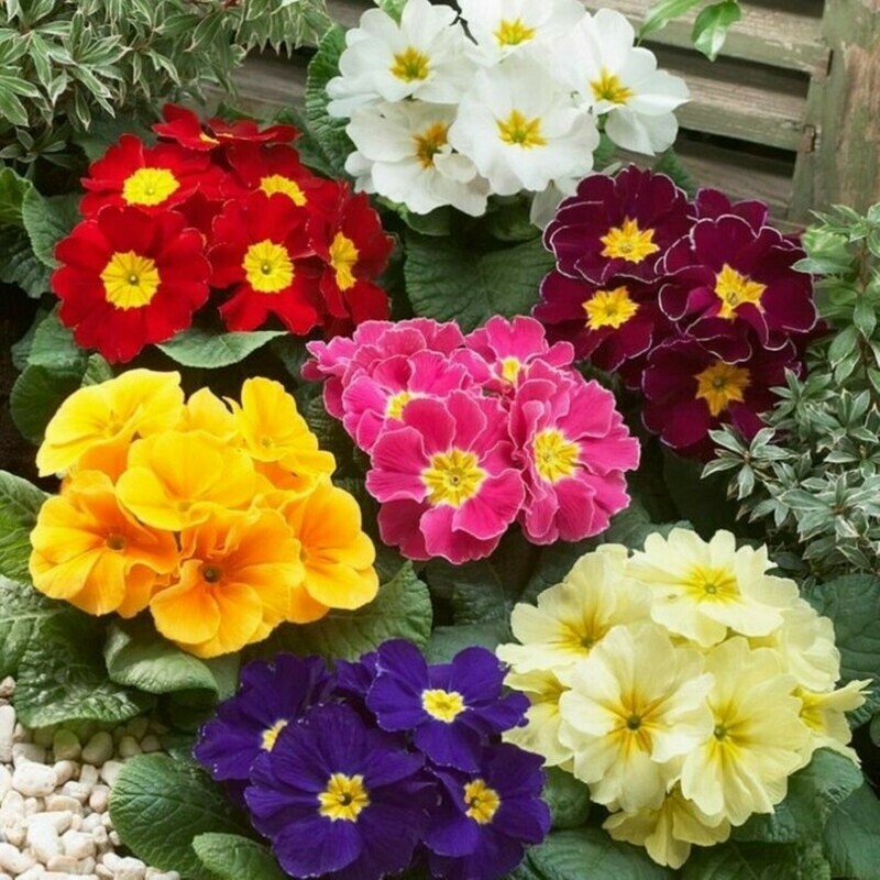 Primrose Beautiful Primula vulgaris