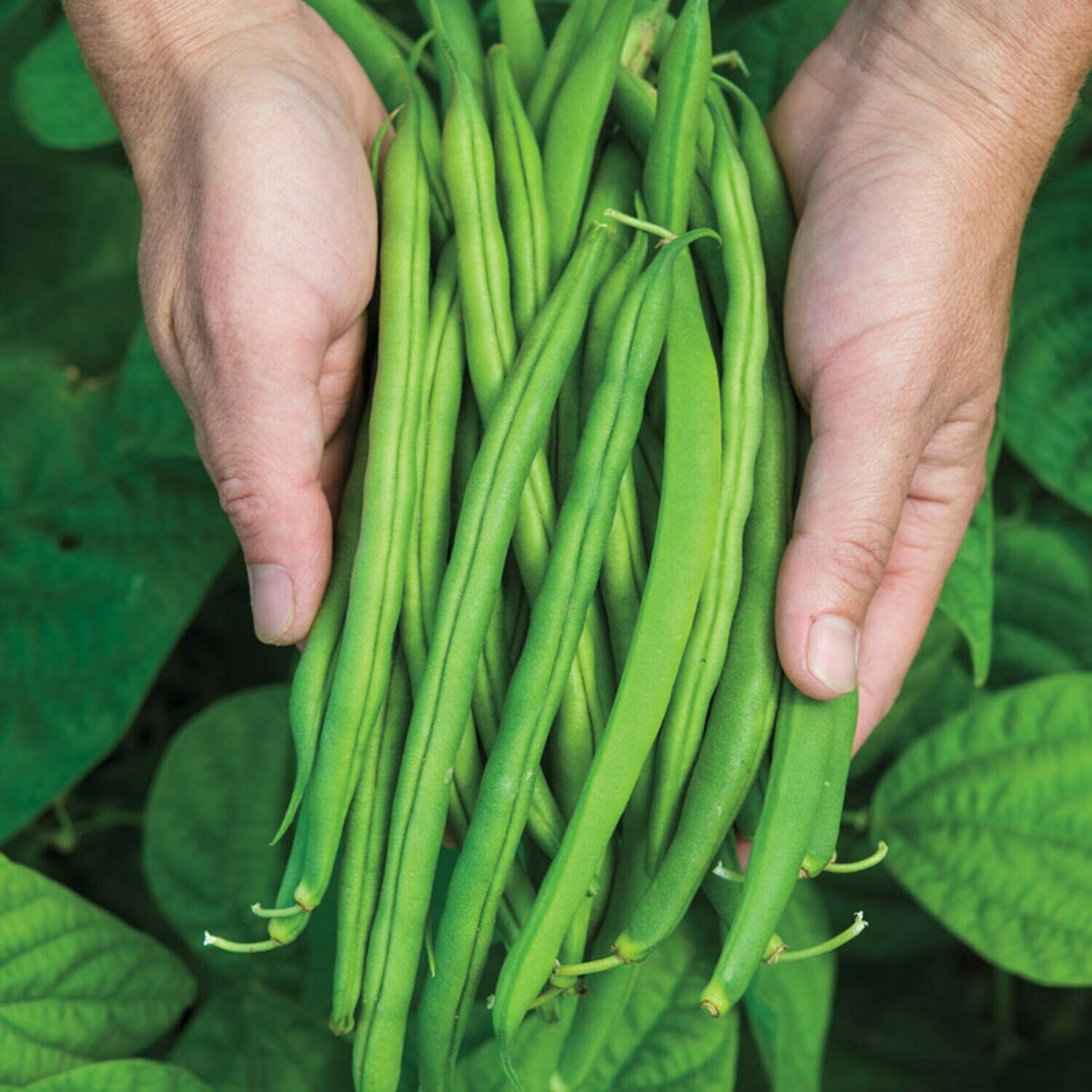​Bush Bean Snap Green Bean