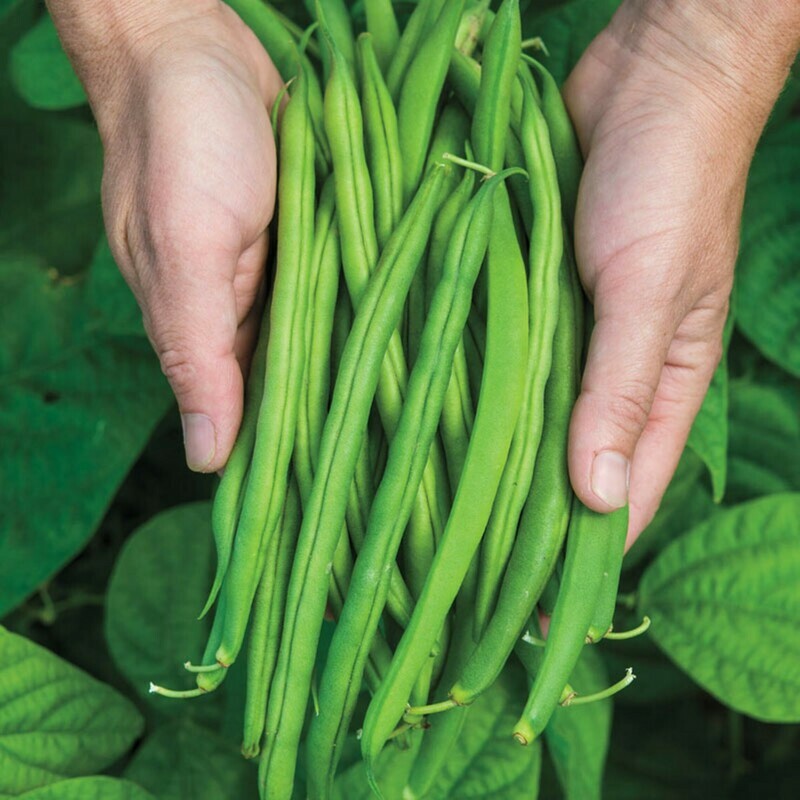 ​Bush Bean Snap Green Bean