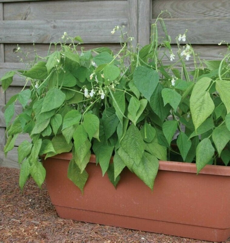 ​Bush Bean Snap Green Bean
