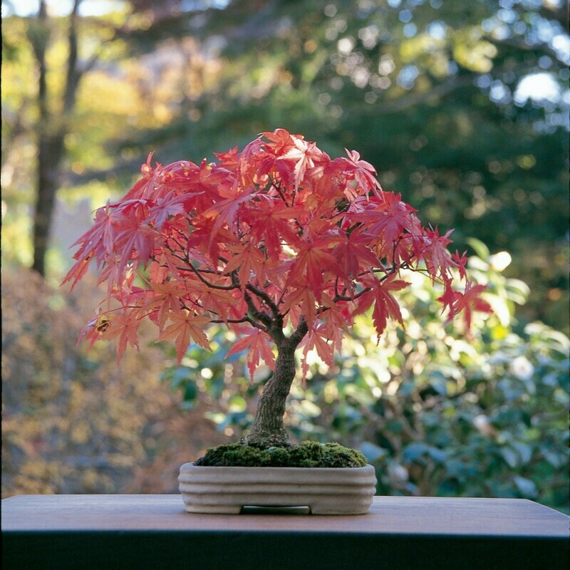 Japanese Maple Bonsai Acer palmatum