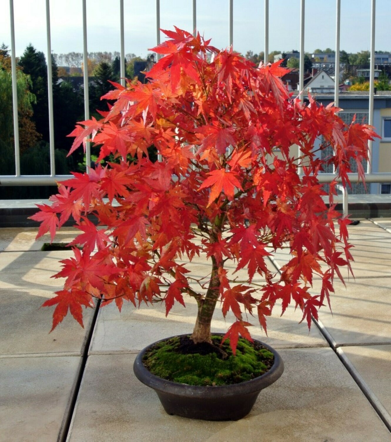 Japanese Maple Bonsai Acer palmatum