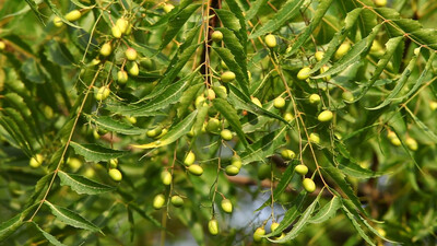 Neem Tree Azadirachta indica