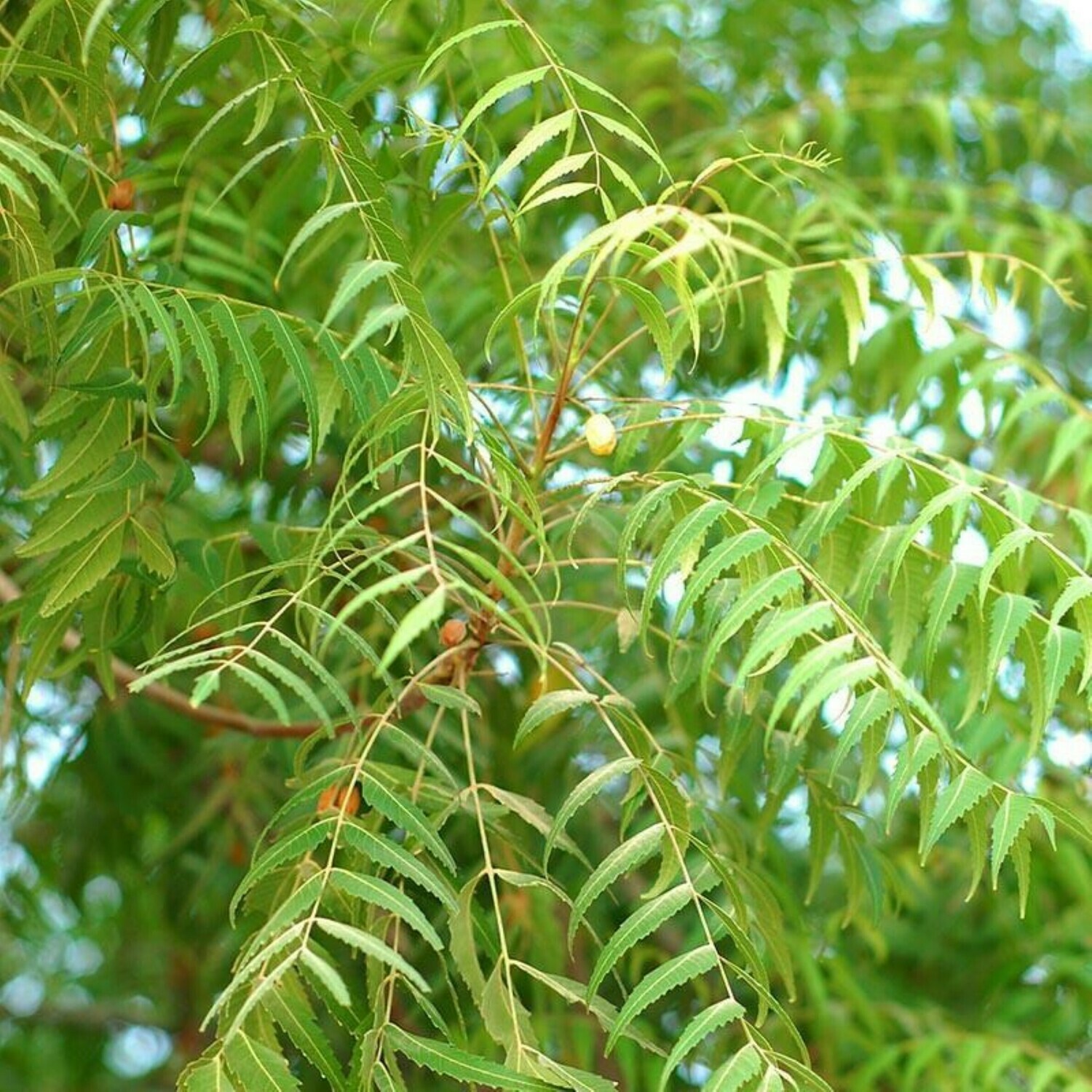 Neem Tree Azadirachta Indica