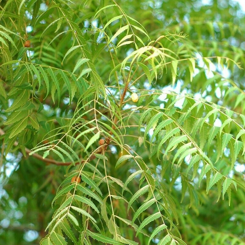 Neem Tree Azadirachta indica