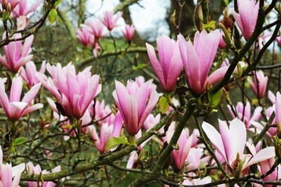 Pink Lily Magnolia Magnolia liliiflora