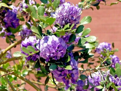 Mountain Laurel Sophora secundiflora