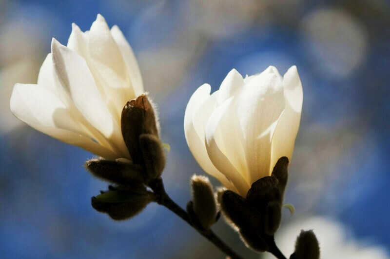 Japanese Anise  Magnolia Magnolia Salicifolia