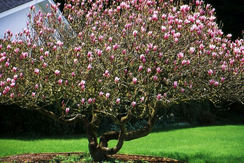 Pink Lily Magnolia Magnolia liliiflora