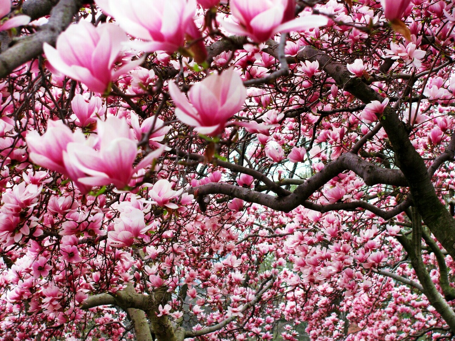Saucer magnolia soulangiana Pink Chinese Magnolia