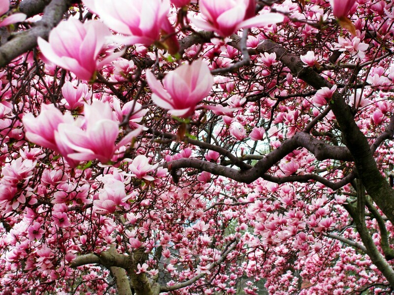 Saucer magnolia soulangiana Pink Chinese Magnolia