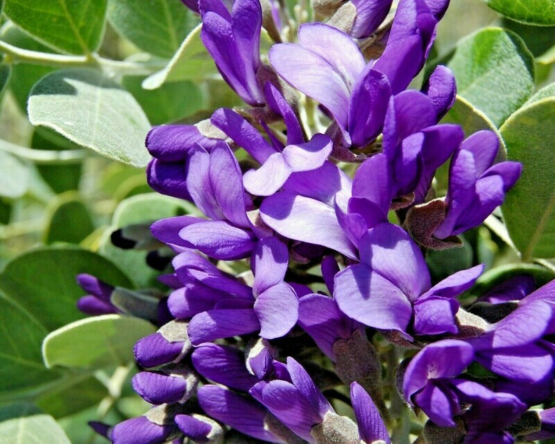 Mountain Laurel Sophora secundiflora