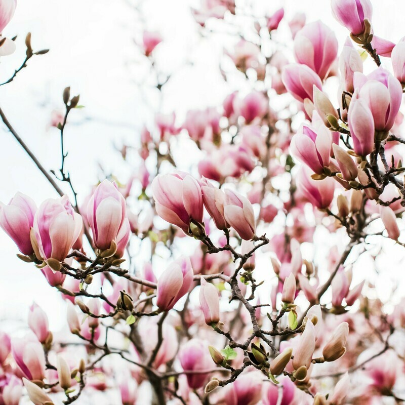 Saucer magnolia soulangiana Pink Chinese Magnolia