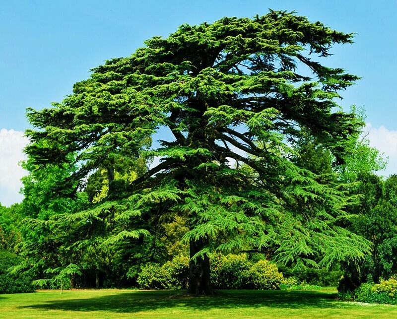 Cedar bonsai Cedrus deodara deodar cedar