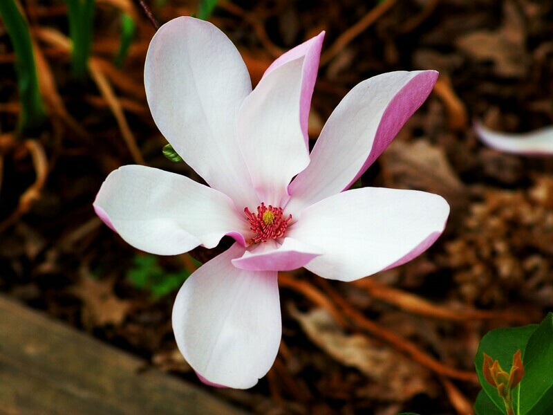 Jane magnolia Magnoliaceae