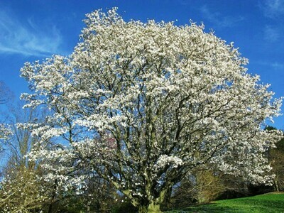 Japanese Anise  Magnolia Magnolia Salicifolia