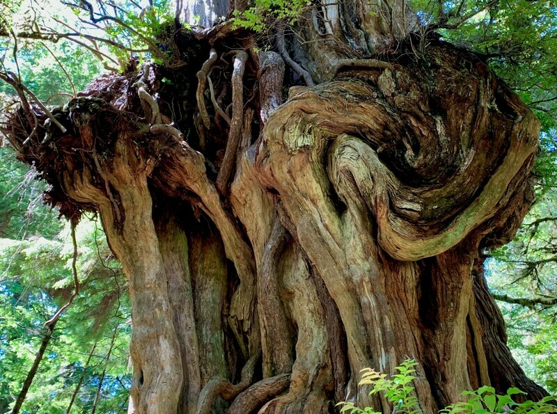 Cedar bonsai Cedrus deodara deodar cedar
