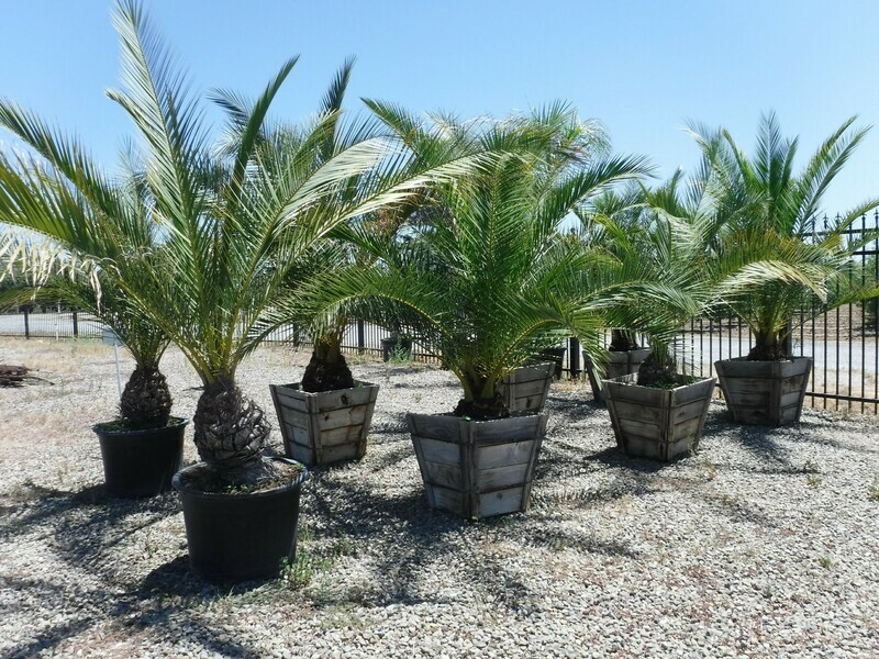 Canary Island Date Palm Phoenix canariensis