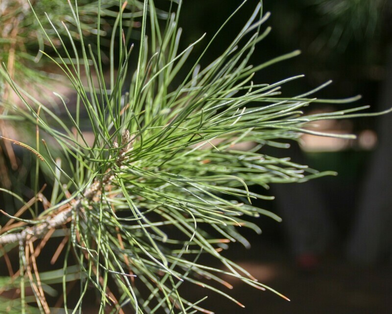 National park pine bonsai Pinus eldarica