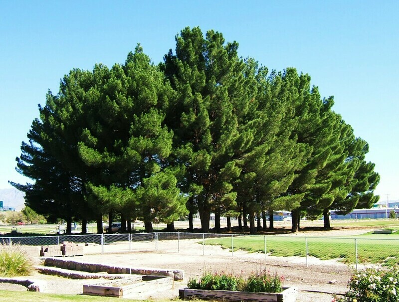 National park pine bonsai Pinus eldarica