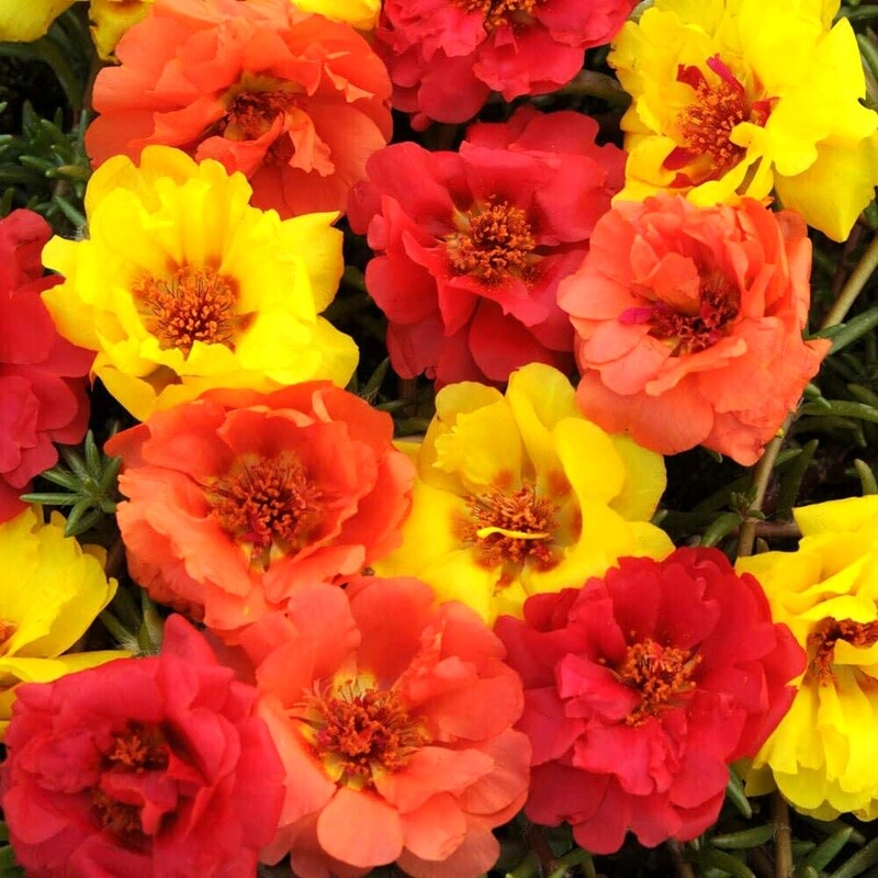 Moss-rose purslane Portulaca grandiflora