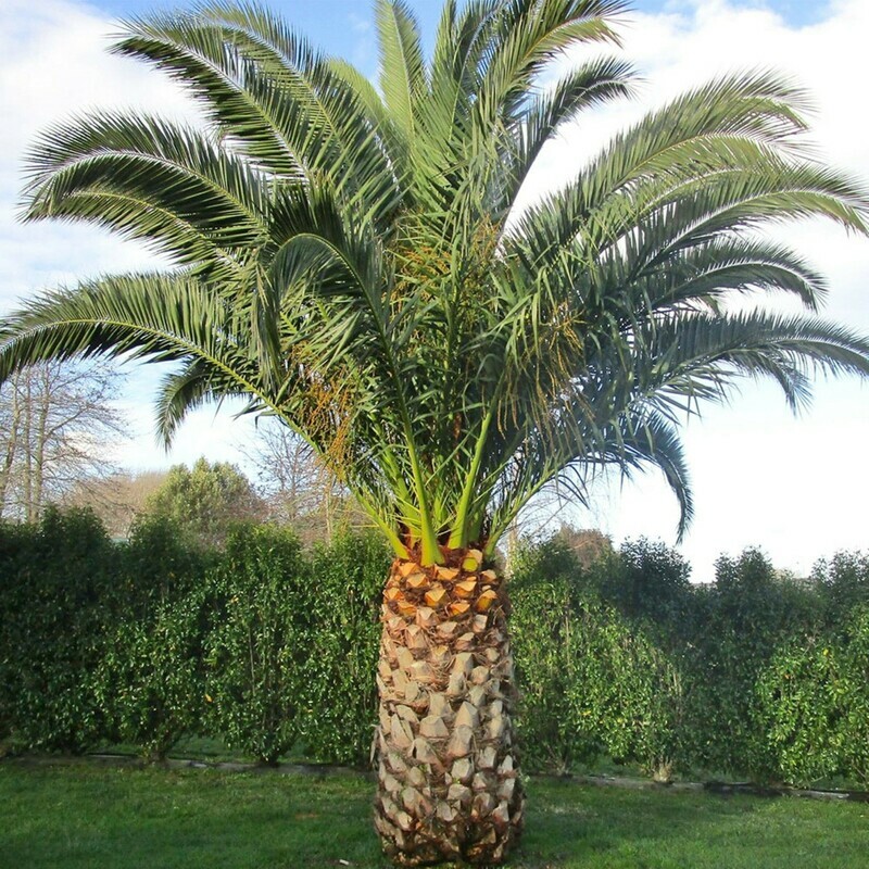 Canary Island Date Palm Phoenix canariensis