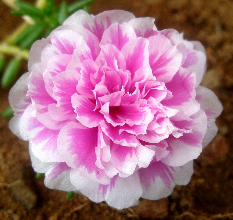 Moss-rose purslane Portulaca grandiflora
