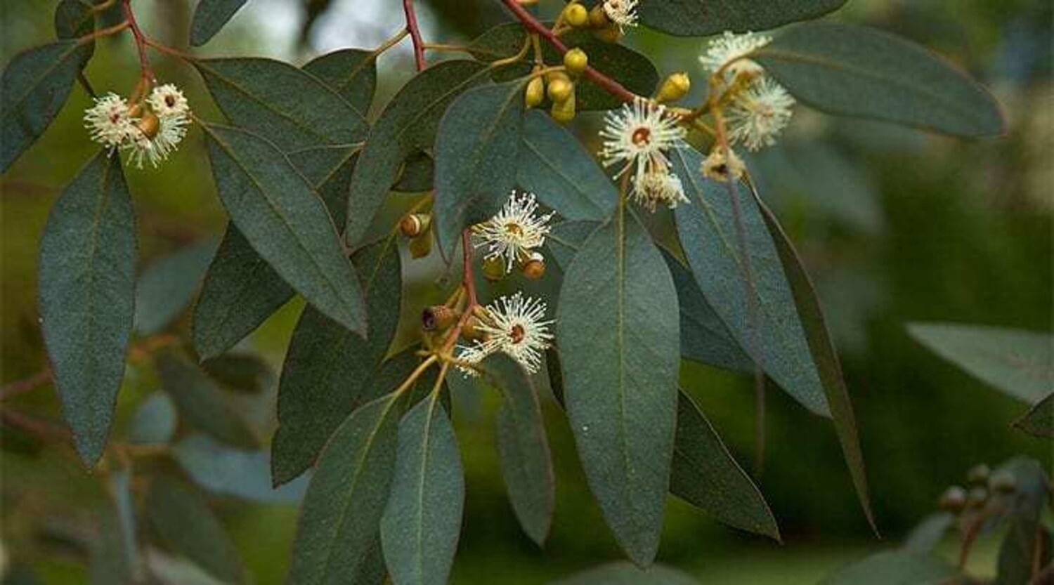 LEMON EUCALYPTUS Lemon Scented Gum